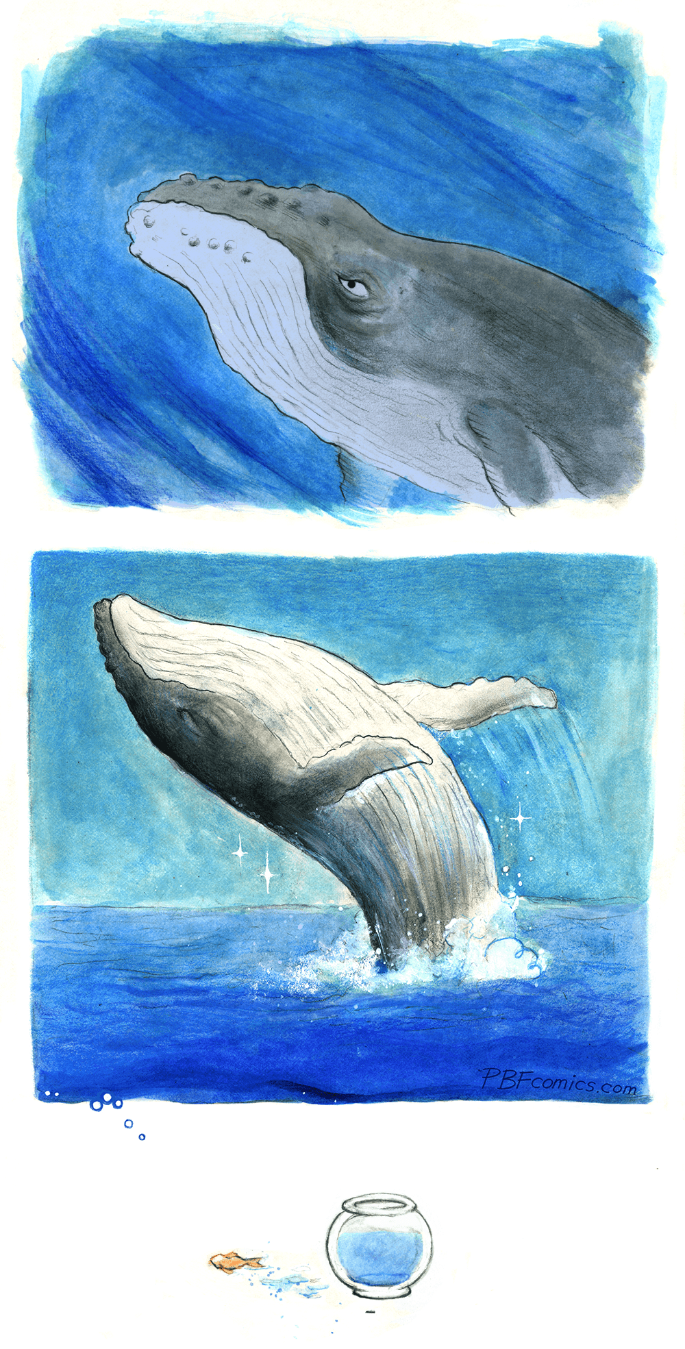 A determined humpback whale courses through the ocean. Secondly, the humpback whale breaches the ocean surface gloriously! We realize lastly that a goldfish has jumped out of it’s bowl, flopped on the ground, its imagination having run wild.